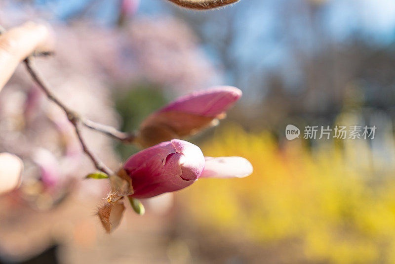 美国华盛顿特区国家樱花节上的木兰。