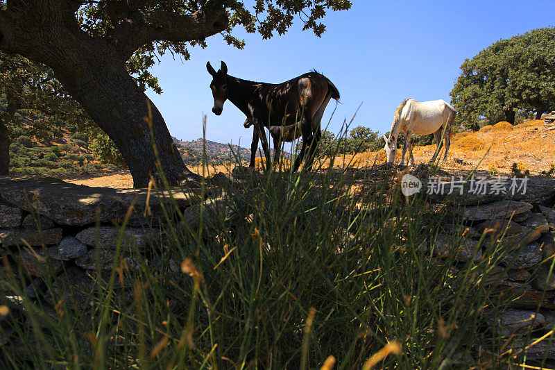 希腊基克拉迪斯岛安静的阴影与骡子和马