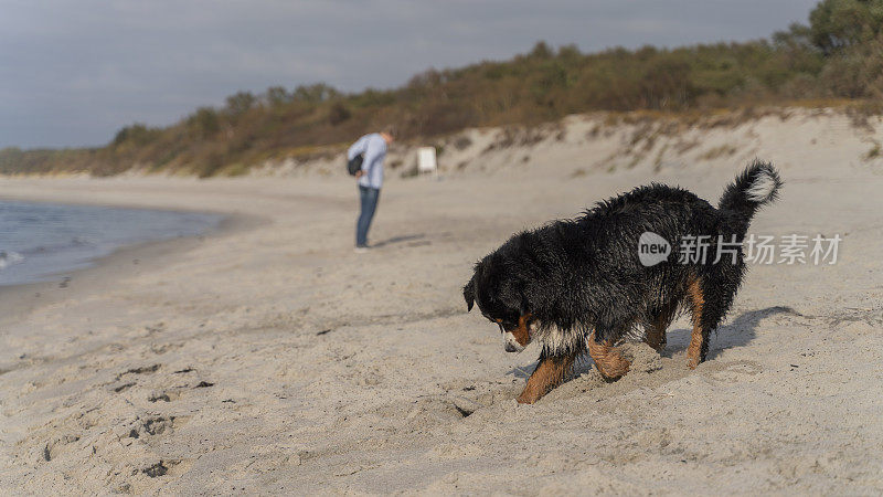 在一个阳光明媚的秋日里，伯恩斯山犬泽南猎犬正在波罗的海的沙滩上挖洞，而它的主人，一位活跃的55岁的成年女性，正在一旁捡石头。