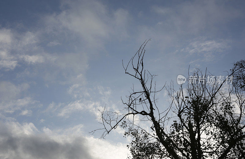 鸟栖息在一棵光秃秃的树上，加拿大不列颠哥伦比亚省