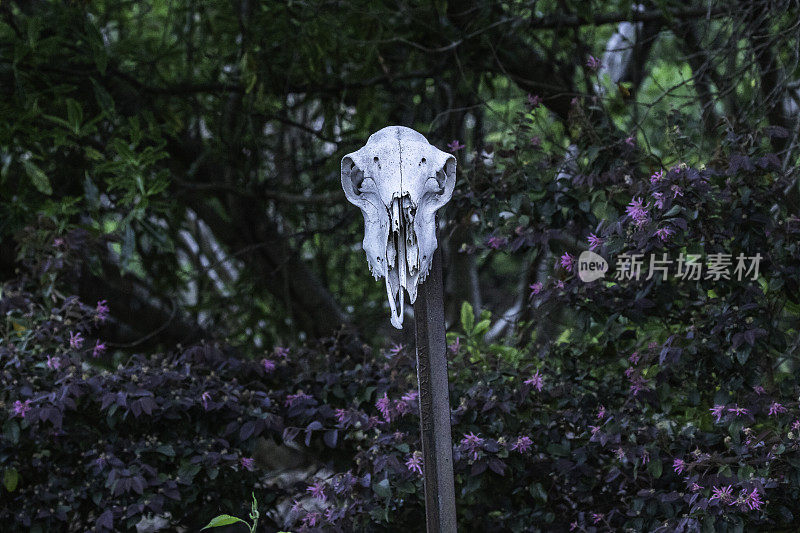 袋鼠头骨作为花园装饰