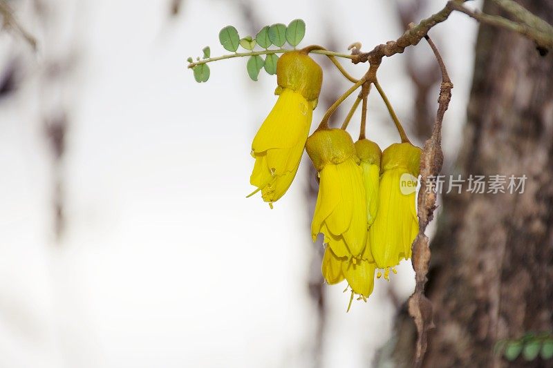 新西兰本土(槐花)科怀在春天开花