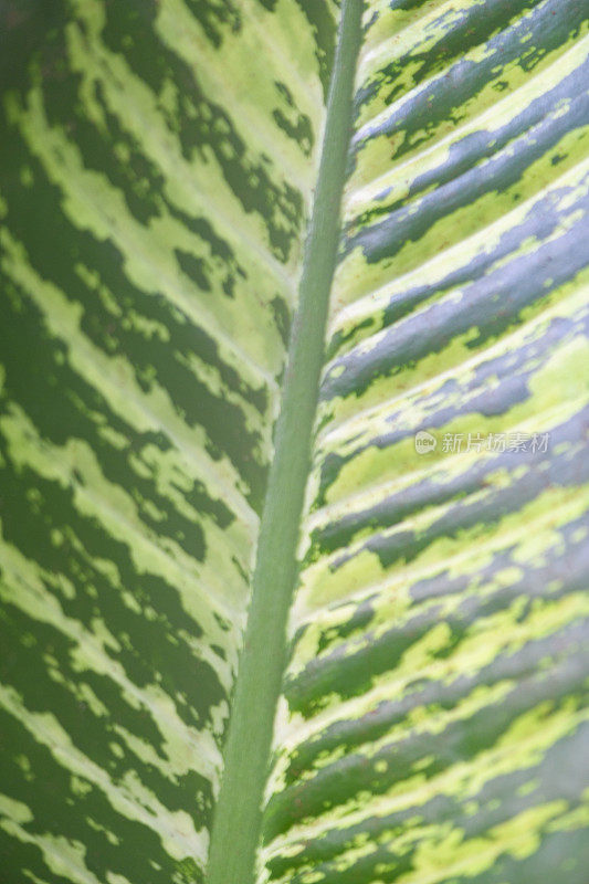 热带植物白桦叶具有深绿色和浅绿色的图案
