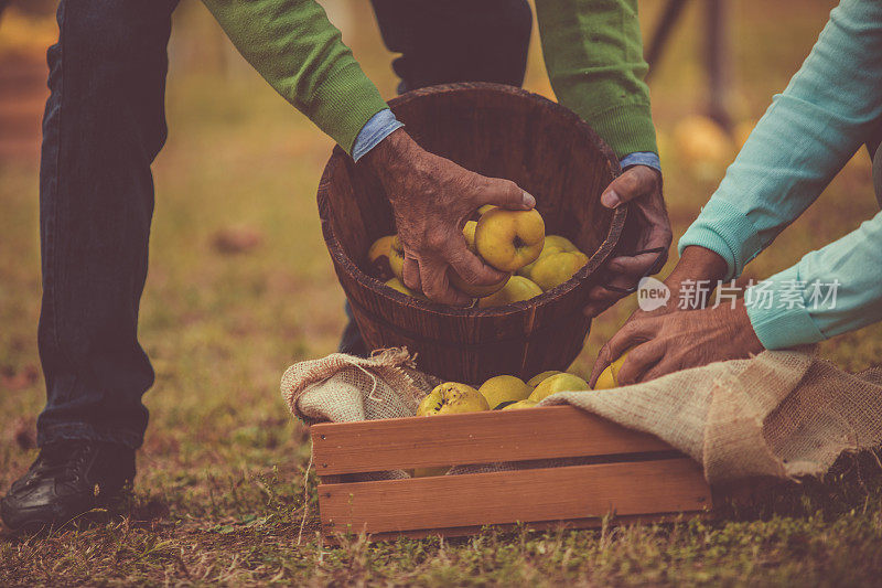 由一对老园丁收集的黄色成熟的榅桲