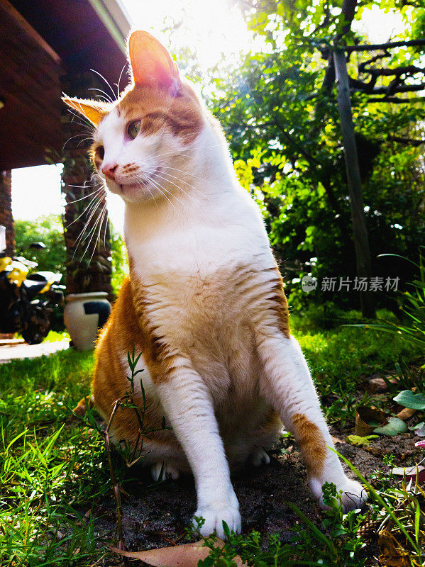 警惕的姜白猫坐在花园里