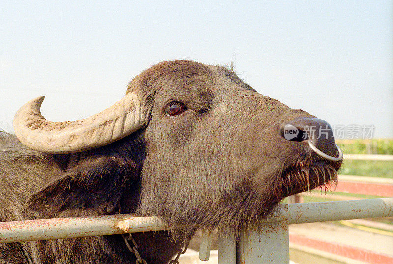 一个黑色的公公牛的肖像与环在鼻子在马厩户外