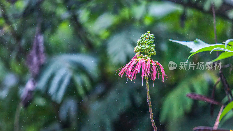 丛林中的雨。