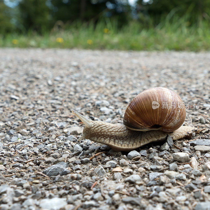 一个可食用蜗牛的特写，螺旋状的石榴