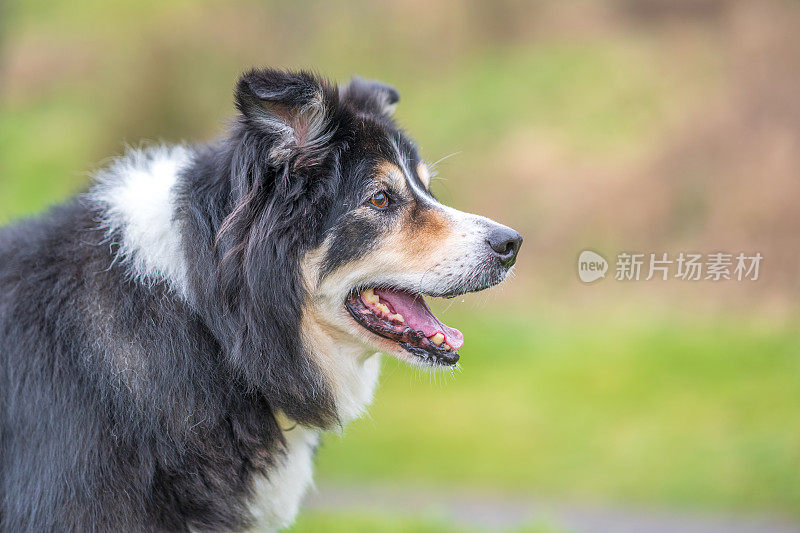 边境牧羊犬站在乡下