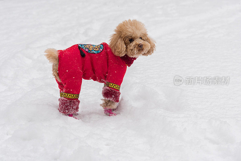 雪天里，泰迪狗穿着中国的衣服和鞋子在雪地里玩耍