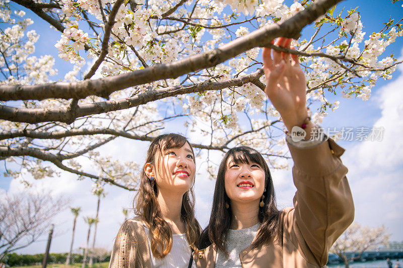 年轻女子仰望日本樱花