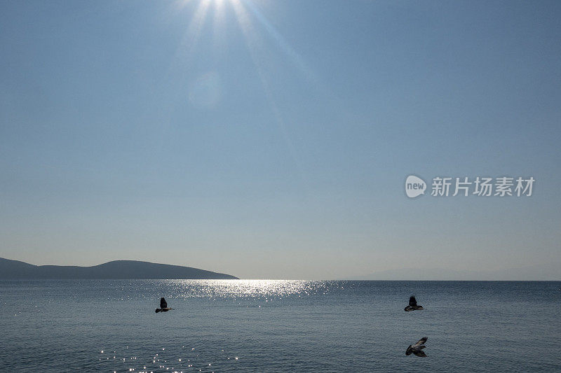 鸽子在海上飞翔