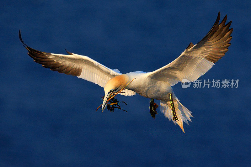 飞翔的鸟。喙上有筑巢材料的飞行北方塘鹅。在飞翔的鸟，深蓝色的海水为背景，飞翔的鸟来自黑戈兰岛。美丽的海鸟从海岸。