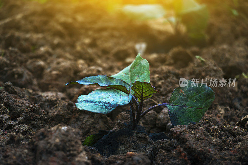 新种的茄子在土壤里施肥