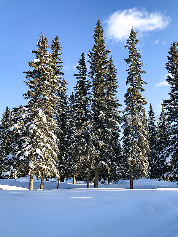 阿拉斯加树上的雪