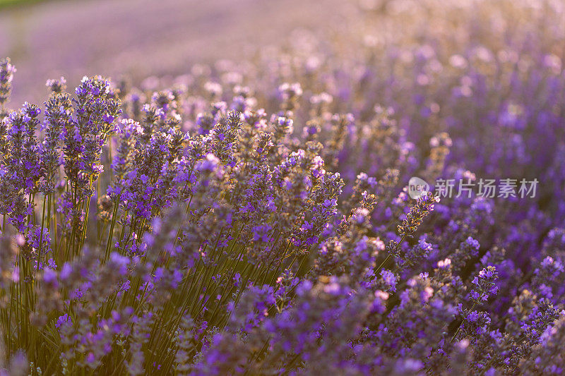 薰衣草花