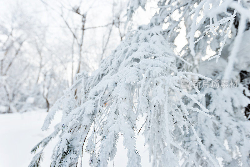 树枝上覆盖着雪