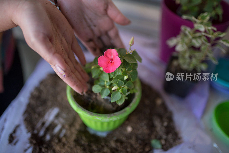 在家种花