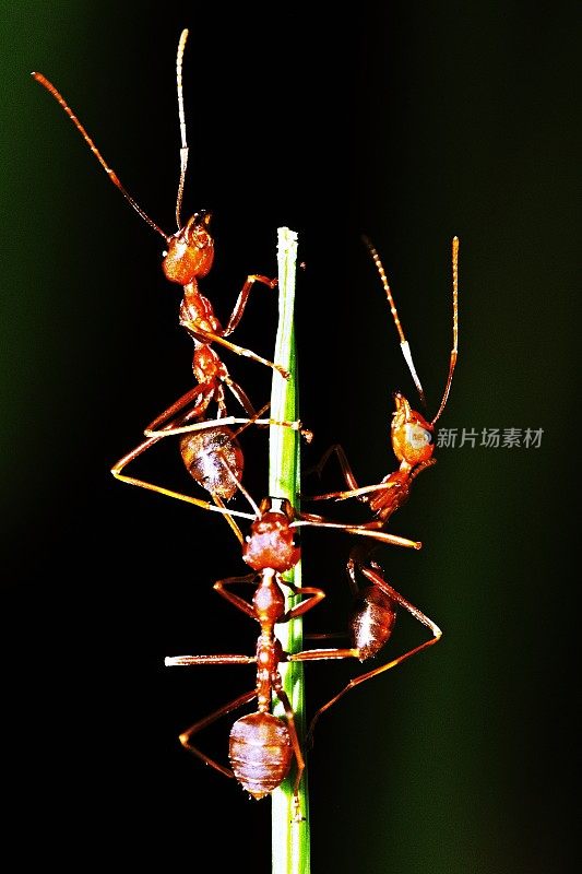 3蚂蚁爬到树枝的顶端。