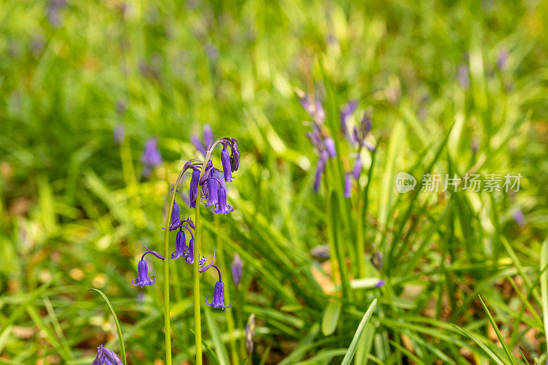 蓝铃花,特写