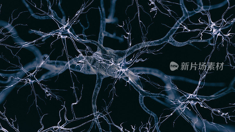 神经细胞图像