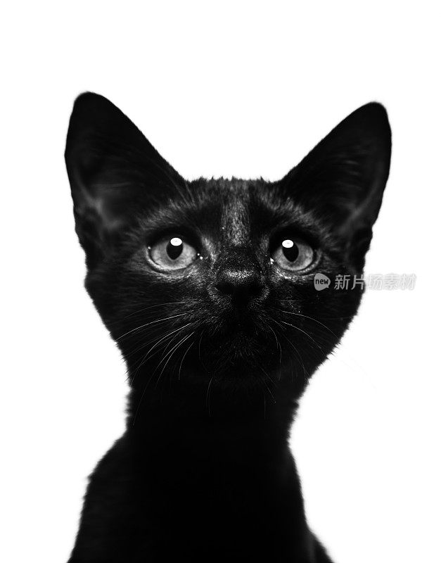 黑猫的肖像