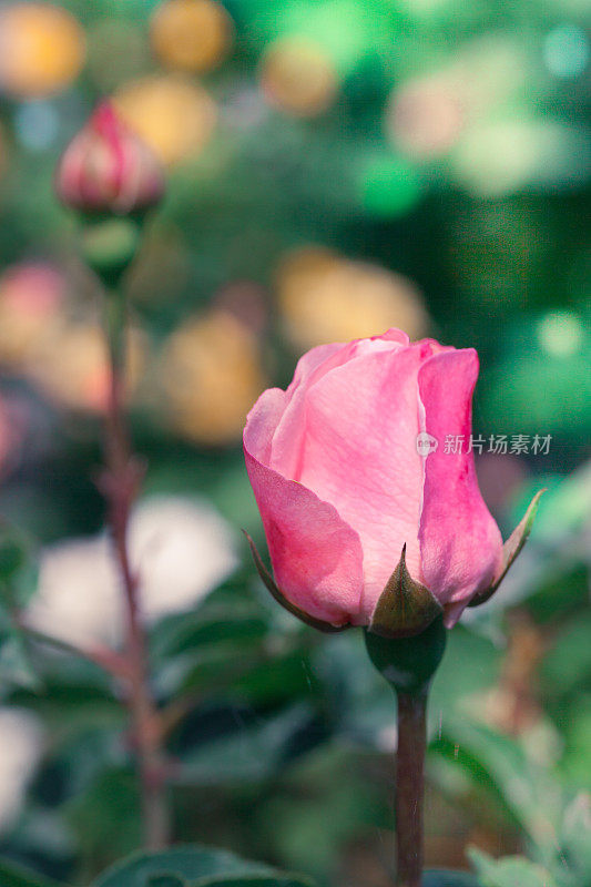 粉红色玫瑰花，花蕾柔嫩