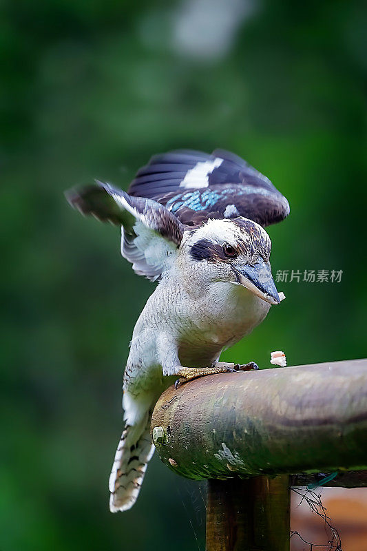 笑翠鸟在篱笆上吃东西