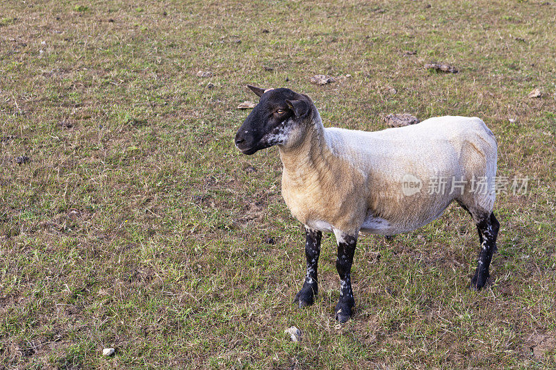 羊。英国东苏塞克斯