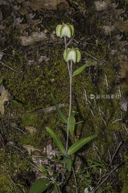 贝母(贝母百合，巧克力百合)的心荚，贝母属的高度变异种，原产于加利福尼亚。Pepperwood自然保护区，索诺玛县，加利福尼亚州。百合科