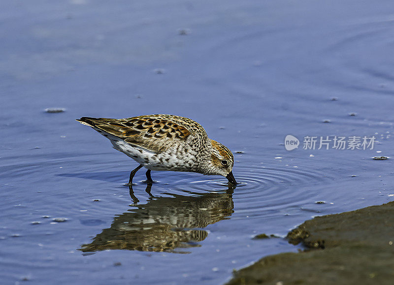 在迁移到苔原繁殖之前，西部鹬在铜河三角洲科多瓦附近的哈特尼湾的泥滩上进食。