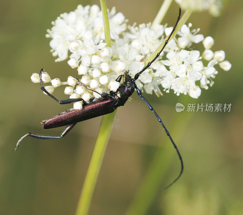 麝香甲虫