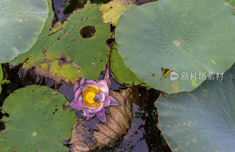 枯萎的荷花漂浮在水上