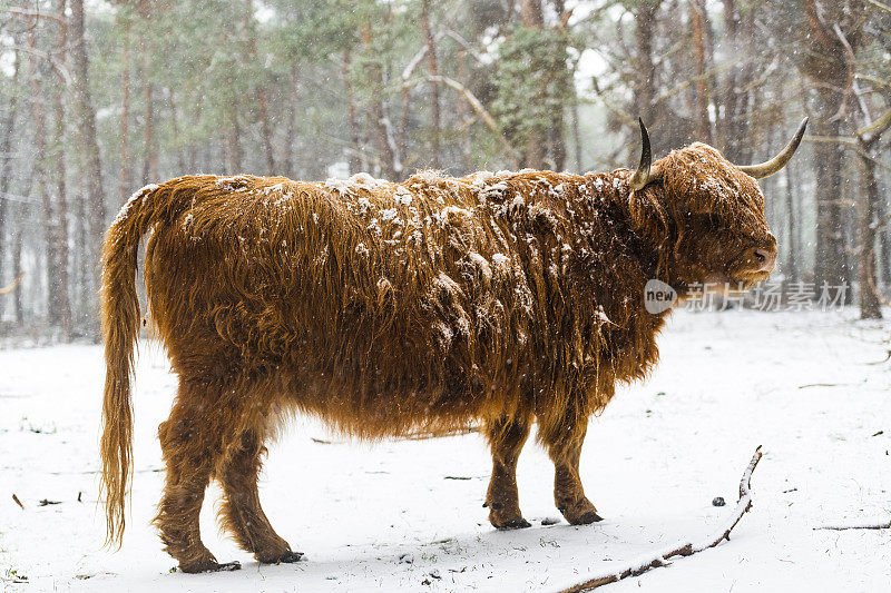 雪中的苏格兰高地牛的肖像