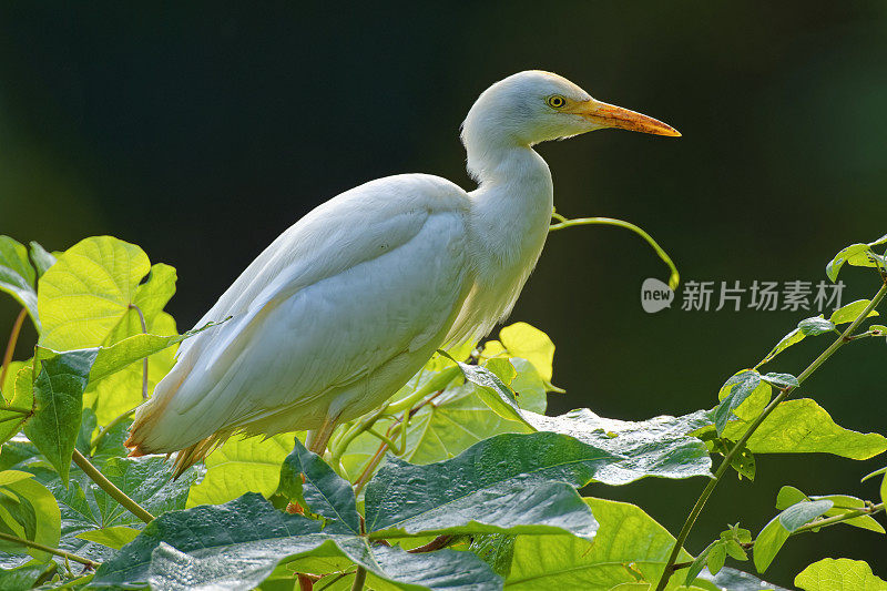 夏威夷考艾岛