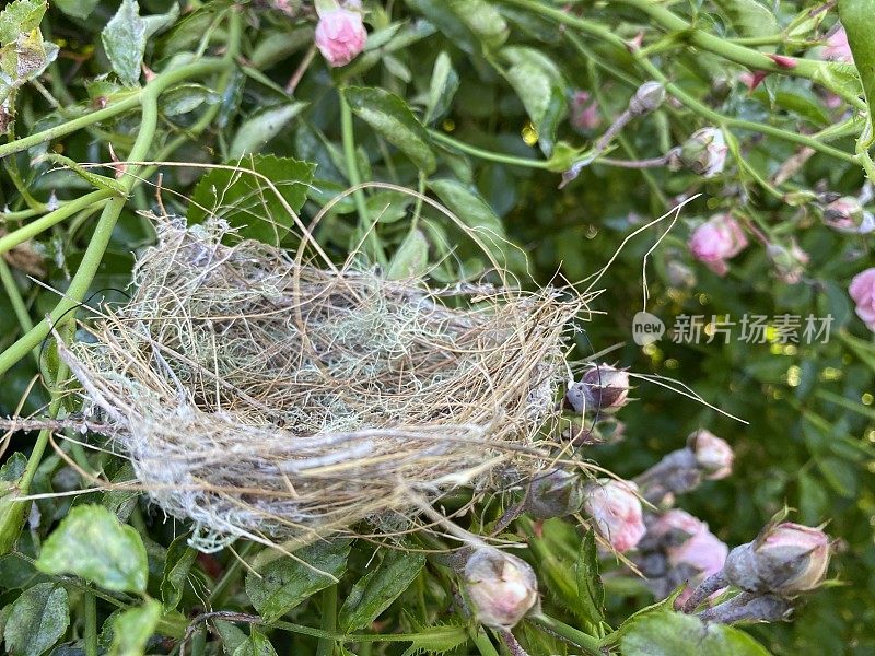 玫瑰花丛中的鸟巢