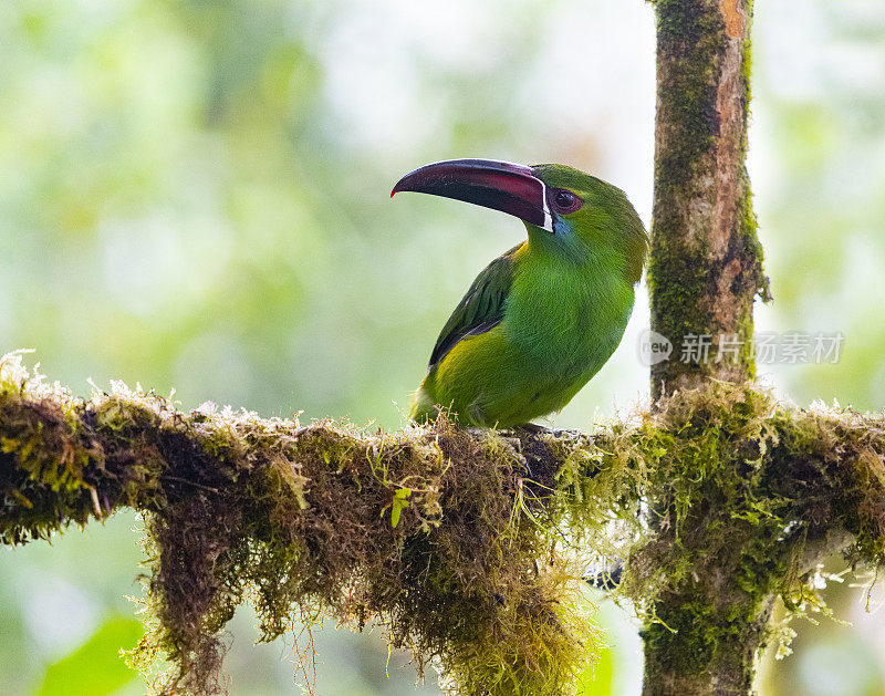 深红色后臀鹬，厄瓜多尔的美丽鸟类