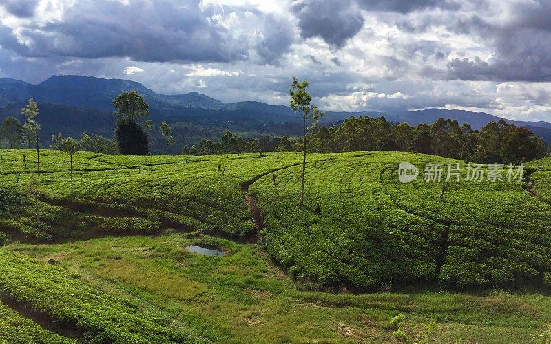 斯里兰卡山谷中的茶园