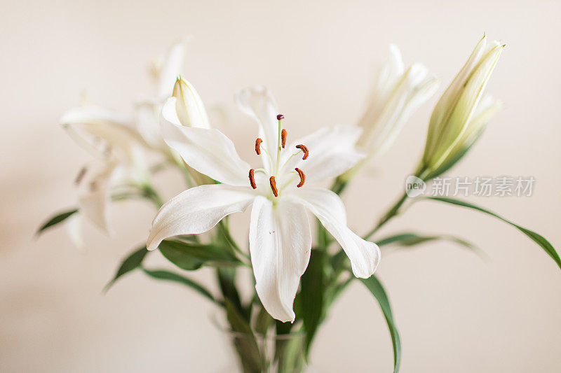 白色复活节百合花和中性的背景，一个简单舒适的2021年情人节在家