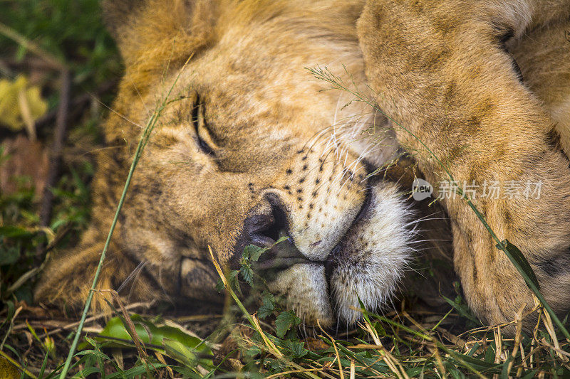 一只狮子在草地上吃过东西后睡着了。参观内罗毕重要的无保护或受伤动物孤儿院。肯尼亚