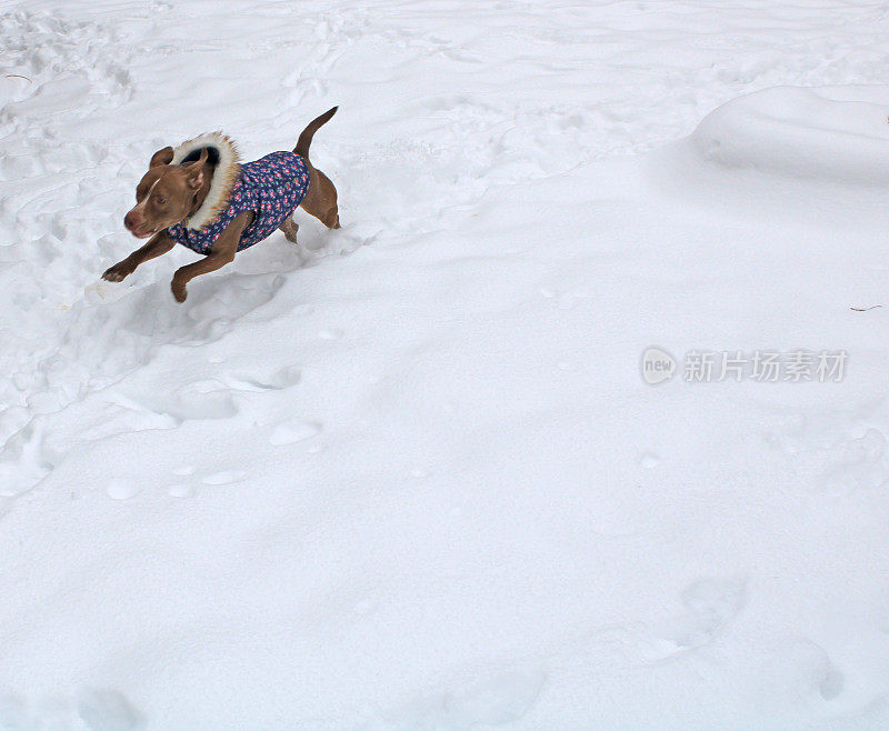 穿着夹克的快乐比特斗牛混合，在雪中玩耍