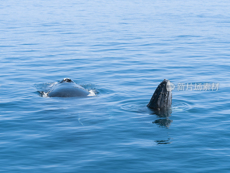 多米尼加共和国萨马纳的座头鲸