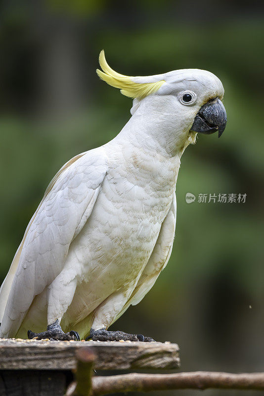 硫葵花凤头鹦鹉