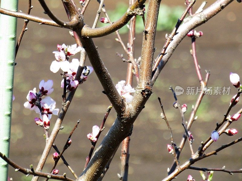 日本。3月。春天。樱桃幼苗也开始开花了。