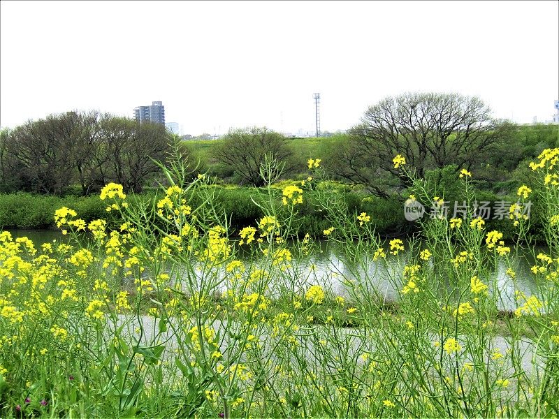 日本。三月里晴朗的一天。江户川岸边的油菜花。