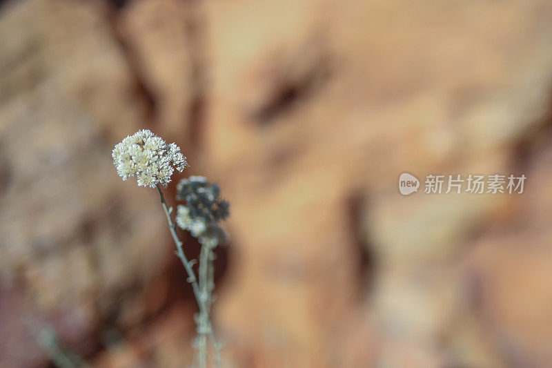 一个野生卡鲁花的特写