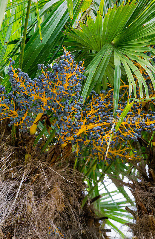 中国风车棕榈或楚山棕榈的蓝色果实。在天狼星(阿德勒)索契的南方植物园文化的春天成熟的水果特写。设计的自然概念。