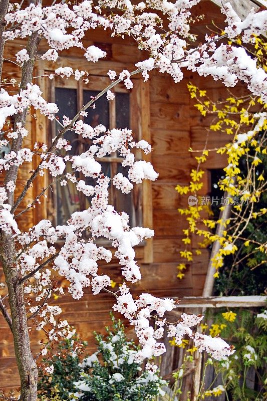 立春。梅树的枝头依然白雪覆盖。巴伐利亚,德国。