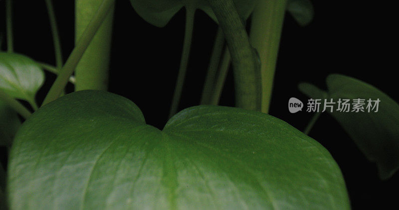 室内植物预览