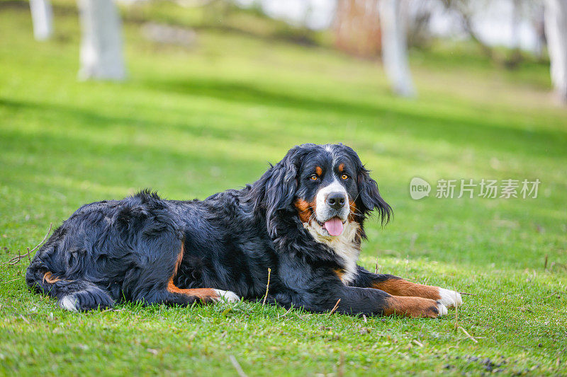 草地上的一只伯尔尼犬